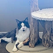 Neptune a rejoint le concours — aidez-le/la à gagner de superbes lots ! cat, black_and_white, feline, indoor, wood, cat_tree, relaxed, animal, pet, fur, whiskers, floor, cushion, resting, eyes, paws, household, domestic, mammal, curious