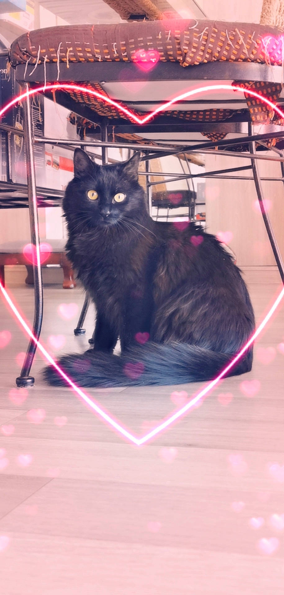 Pancake a rejoint le concours — aidez-le/la à gagner de superbes lots ! black_cat, carnivore, cat, domestic_long_haired_cat, felidae, kitten, maine_coon, norwegian_forest_cat, small_to_medium_sized_cats, whiskers