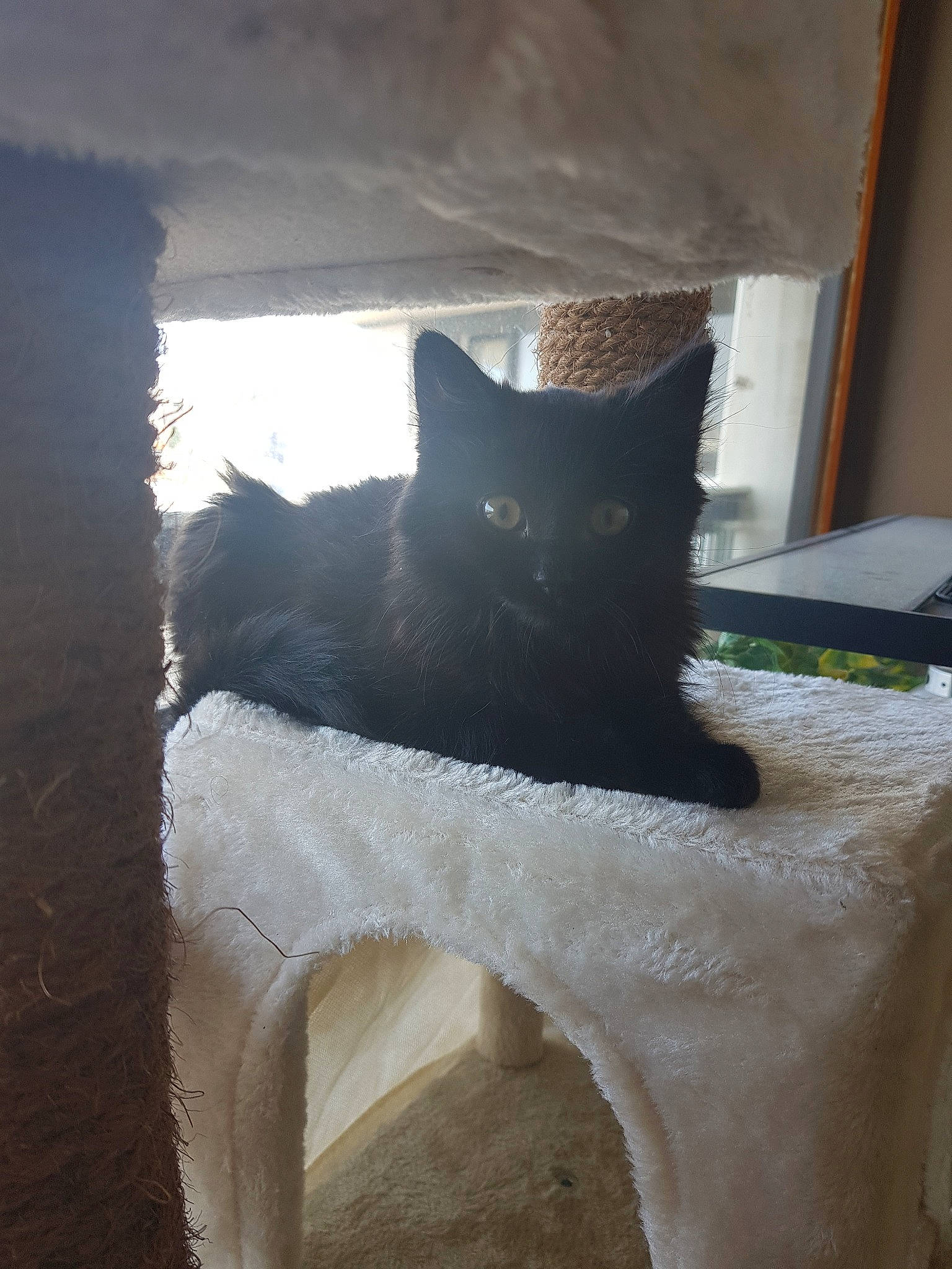 Pancake participe au concours pour gagner de l'argent avec cette photo : black, black_cat, carnivore, cat, cat_furniture, domestic_short_haired_cat, felidae, furniture, kitten, room, russian_blue, small_to_medium_sized_cats, tail, whiskers, wood