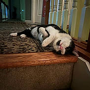 Oreo is registered to the contest to win money with this photo: cat, black_and_white_cat, pet, indoor, stair, step, carpet, wood_floor, railing, banister, door, relaxed, lying_down, paw, whiskers, big_eyes, portrait, home_interior, cute, curious