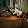 cat, black_and_white_cat, pet, indoor, stair, step, carpet, wood_floor, railing, banister, door, relaxed, lying_down, paw, whiskers, big_eyes, portrait, home_interior, cute, curious
