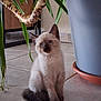 kitten, cat, siamese, pet, indoor, plant, flower_pot, tile_floor, curious, young, fur, whiskers, ears, tail, blue_eyes, home, cute, animal, small, sitting