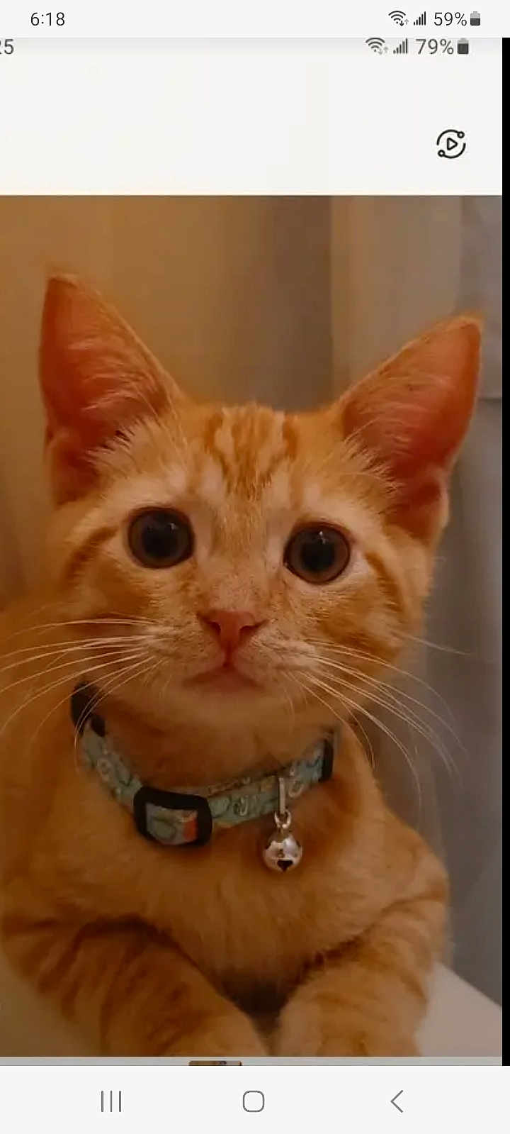 Rosalina is registered to the contest to win money with this photo: alert, animal, bell, cat, close_up, collar, curious, cute, domestic_cat, ears, face, feline, fur, indoor, looking_at_camera, orange_tabby, pet, portrait, whiskers, young_cat