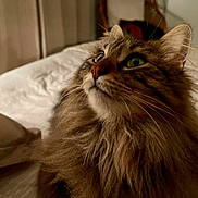 Jade a rejoint le concours — aidez-le/la à gagner de superbes lots ! cat, fluffy, indoor, bed, curious, closeup, feline, pet, fur, whiskers, animal, mammal, domestic, cozy, portrait, looking_up, green_eyes, soft_light, bedroom, pillow