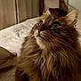cat, fluffy, indoor, bed, curious, closeup, feline, pet, fur, whiskers, animal, mammal, domestic, cozy, portrait, looking_up, green_eyes, soft_light, bedroom, pillow