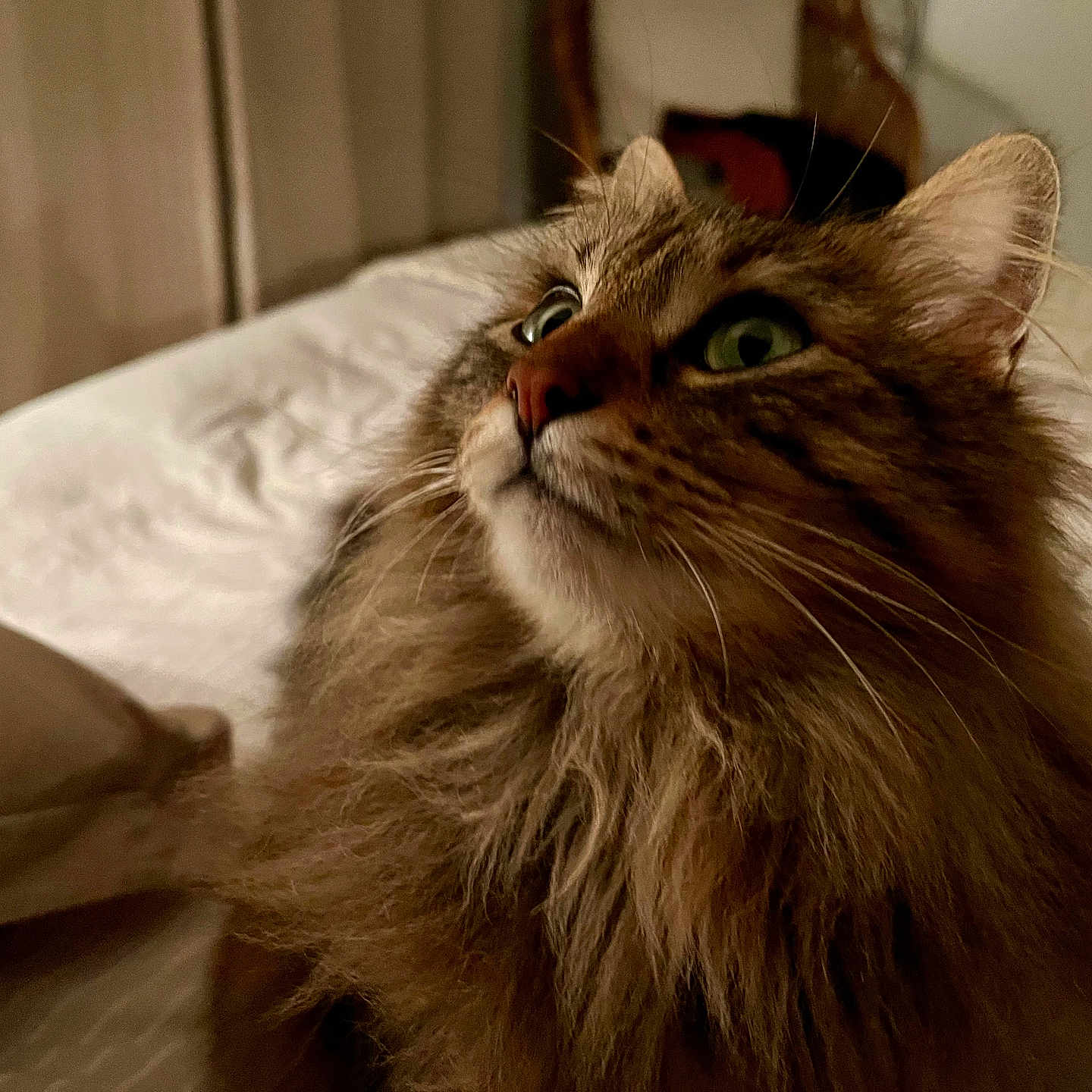 Jade a rejoint le concours — aidez-le/la à gagner de superbes lots ! animal, bed, bedroom, cat, closeup, cozy, curious, domestic, feline, fluffy, fur, green_eyes, indoor, looking_up, mammal, pet, pillow, portrait, soft_light, whiskers