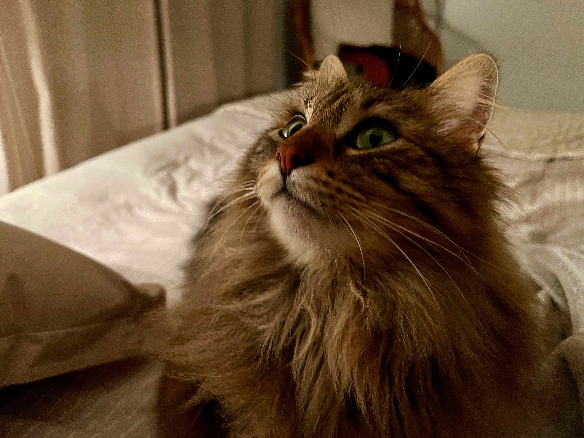 Jade a rejoint le concours — aidez-le/la à gagner de superbes lots ! cat, fluffy, indoor, bed, curious, closeup, feline, pet, fur, whiskers, animal, mammal, domestic, cozy, portrait, looking_up, green_eyes, soft_light, bedroom, pillow