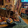 dog, blanket, bed, indoor, furniture, television, clothing, shelf, laundry_basket, carpet, person_on_tv, room, pet, chewing, ear, animal, home, casual, relaxing, colorful