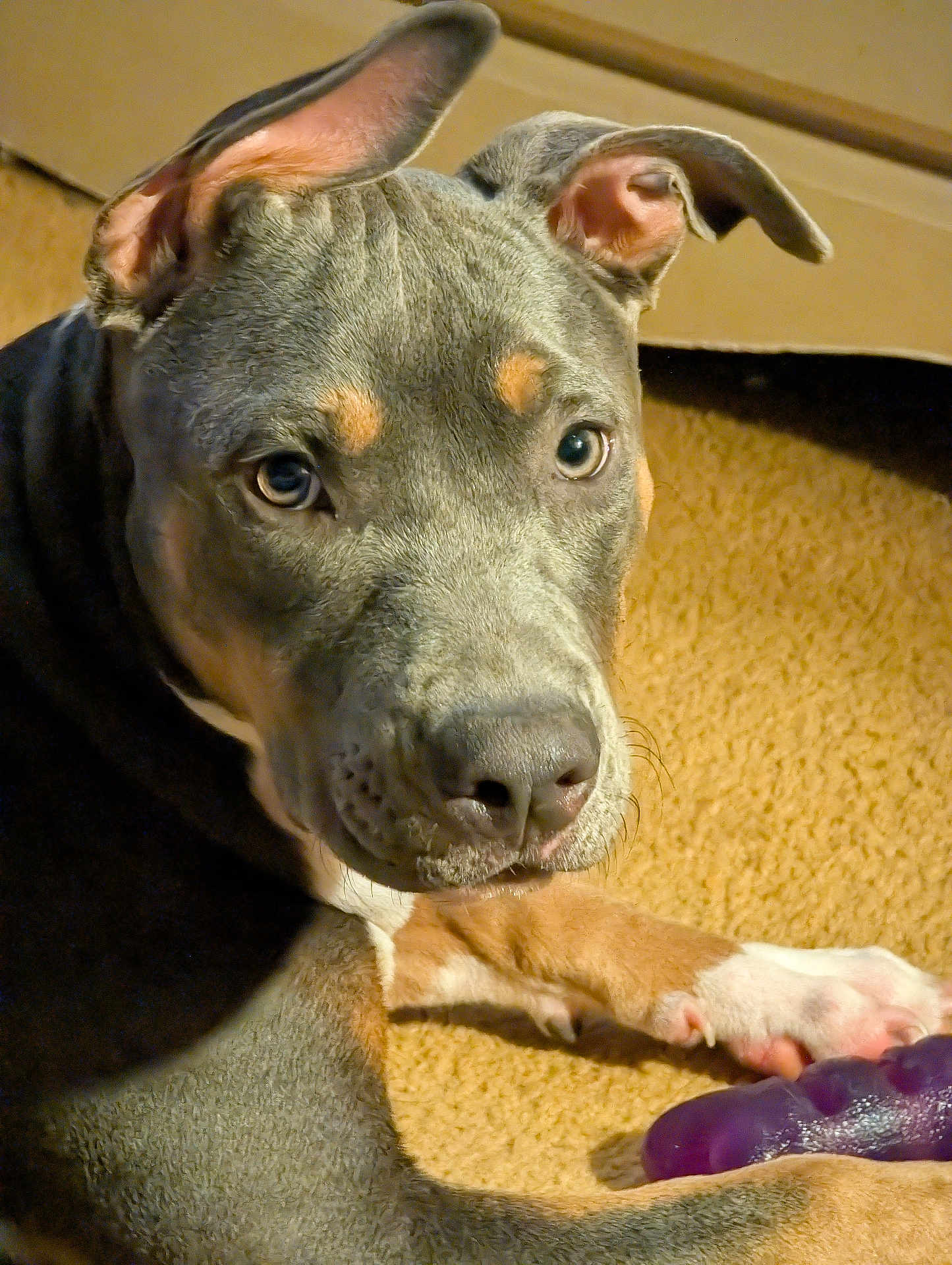 Grey joined the competition — help win amazing prizes! dog, pet, close_up, ears, carpet, toy, paw, indoor, curious, brown, white, animal, canine, face, snout, fur, laying, domestic, cute, playful