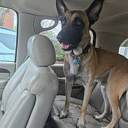 Kingsley joined the competition — help win amazing prizes! alert, backseat, canine, car_interior, collar, daylight, dog, ears, four_legs, fur, leather_seat, muzzle, parked_car, pet, seat, tag, tongue, trees, vehicle, window