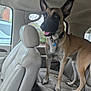 alert, backseat, canine, car_interior, collar, daylight, dog, ears, four_legs, fur, leather_seat, muzzle, parked_car, pet, seat, tag, tongue, trees, vehicle, window