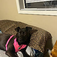 Mazie is registered to the contest to win money with this photo: animal, bed, black_dog, blanket, blind, canine, cozy, dog, furniture, heterochromia, home, indoor, leopard_print, pet, pillow, pink_harness, relaxed, resting, wall, window