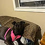 animal, bed, black_dog, blanket, blind, canine, cozy, dog, furniture, heterochromia, home, indoor, leopard_print, pet, pillow, pink_harness, relaxed, resting, wall, window