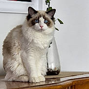 Adonis a rejoint le concours — aidez-le/la à gagner de superbes lots ! cat, fluffy_cat, longhaired_cat, blue_eyes, white_fur, brown_markings, sitting, indoor, wooden_cabinet, furniture, rose, red_flower, vase, window, home_decor, portrait, pet, serious_expression, vertical_photo, photography