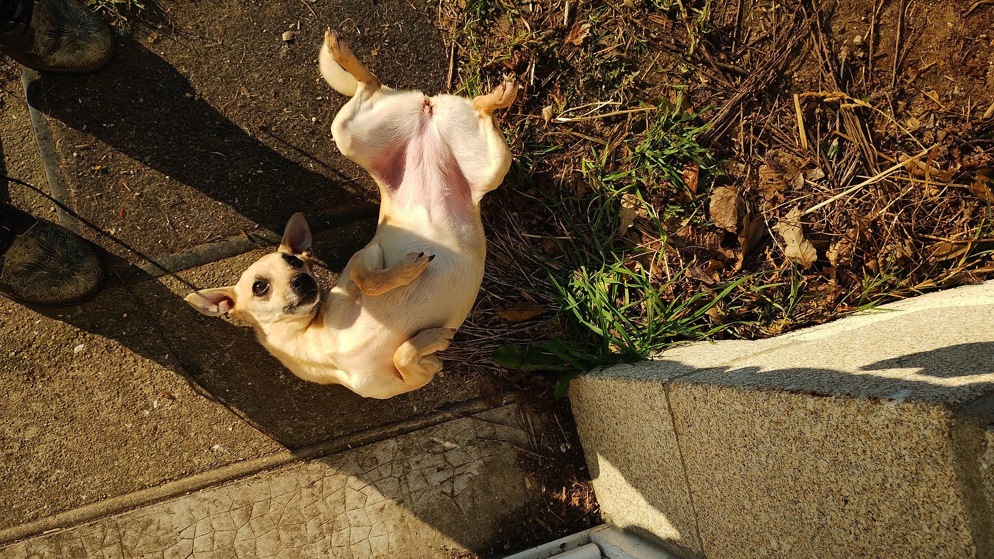 Lorna a rejoint le concours — aidez-le/la à gagner de superbes lots ! art, canidae, carnivore, companion_dog, dog, dog_breed, dress, eyewear, fawn, felidae, grass, plant, road_surface, small_to_medium_sized_cats, snout, sporting_group, tail, toy_dog, wood, working_animal