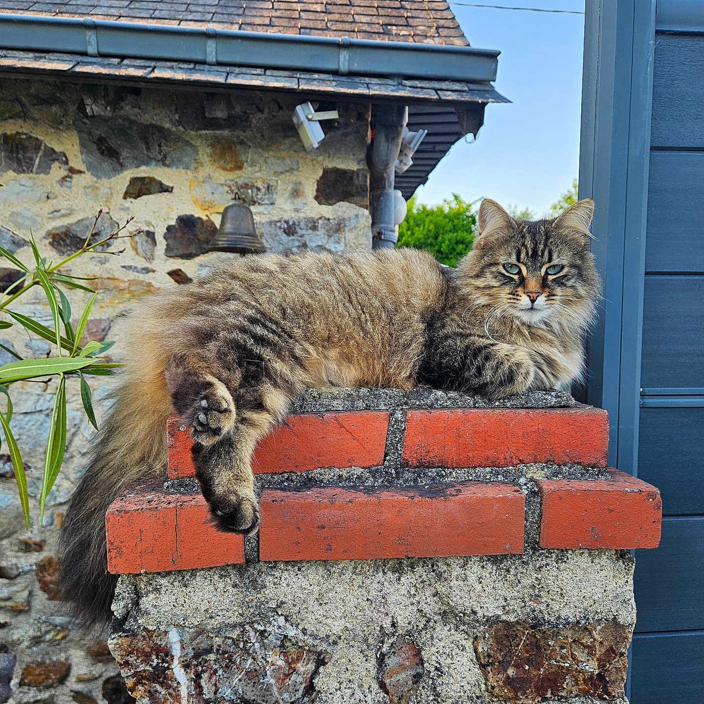 Moon a rejoint le concours — aidez-le/la à gagner de superbes lots ! animal, architecture, brick, building, cat, flagstone, house, housing, kitten, manx, outdoors, path, pet, plant, pottedplant, road, shelter, slate, walkway, wall