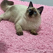 Mitchou participe au concours pour gagner de l'argent avec cette photo : cat, siamese_cat, blue_eyes, fluffy, pet, animal, indoor, pink_blanket, feline, cute, lying_down, whiskers, tail, ears, soft_texture, cozy, curious, fur, domestic_cat, resting
