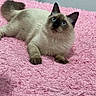 cat, siamese_cat, blue_eyes, fluffy, pet, animal, indoor, pink_blanket, feline, cute, lying_down, whiskers, tail, ears, soft_texture, cozy, curious, fur, domestic_cat, resting