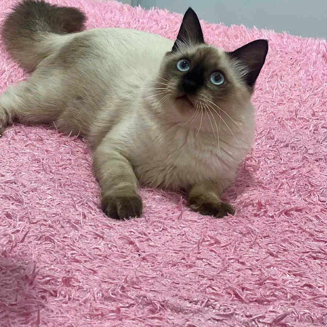 Mitchou participe au concours pour gagner de l'argent avec cette photo : cat, siamese_cat, blue_eyes, fluffy, pet, animal, indoor, pink_blanket, feline, cute, lying_down, whiskers, tail, ears, soft_texture, cozy, curious, fur, domestic_cat, resting