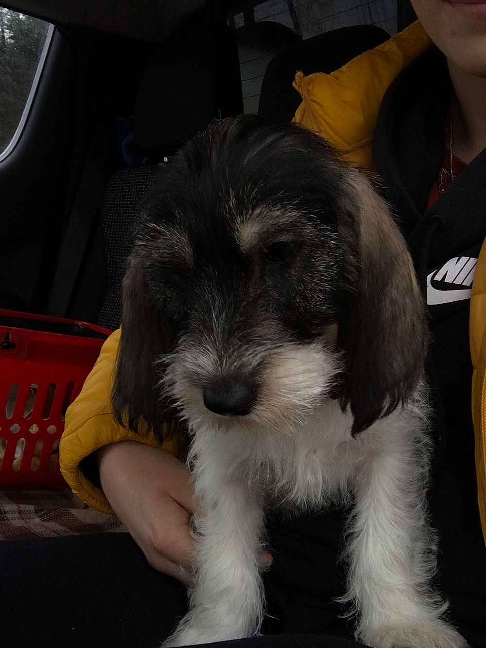 Rita participe au concours pour gagner de l'argent avec cette photo : canidae, carnivore, companion_dog, dog, dog_breed, fur, non_sporting_group, paw, puppy, snout, sporting_group, terrier, toy_dog, working_animal, working_dog