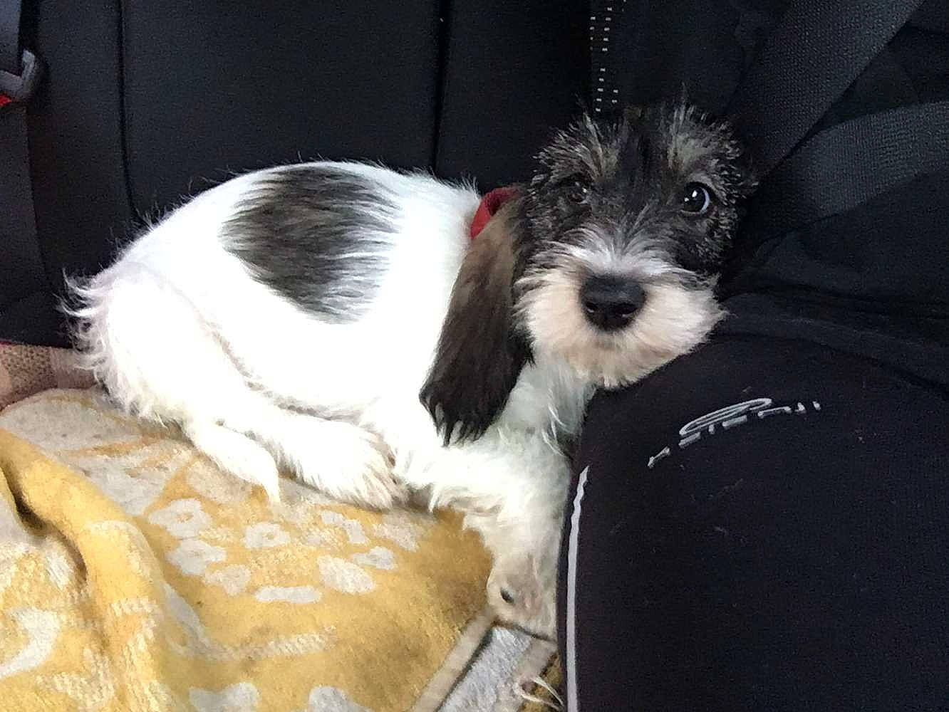 Rita participe au concours pour gagner de l'argent avec cette photo : biewer_terrier, canidae, carnivore, collar, companion_dog, dog, dog_breed, dog_collar, dog_supply, fur, maltepoo, non_sporting_group, schnauzer, small_terrier, snout, sporting_group, terrier, toy_dog, working_animal, yorkipoo