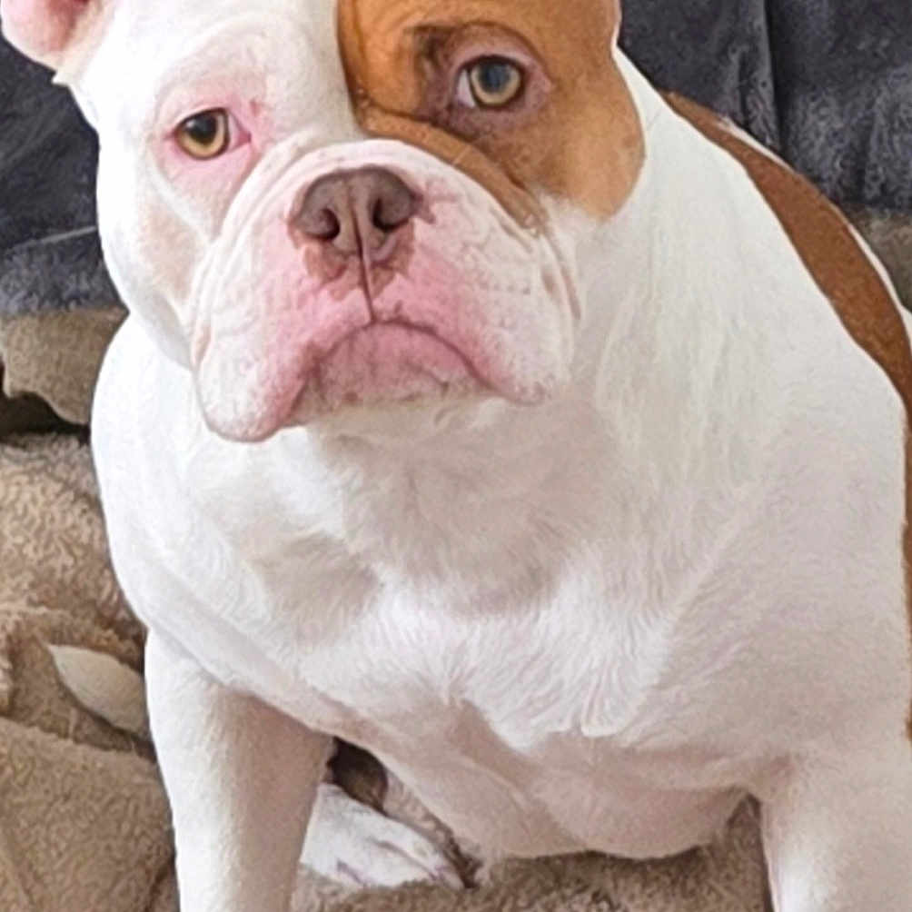 Undy a rejoint le concours — aidez-le/la à gagner de superbes lots ! animal, bostonbull, boxer, bulldog, canine, dog, face, frenchbulldog, head, person, pet, pitbull, puppy, snout, whitedog