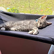Leo Teeny Butt joined the competition — help win amazing prizes! animal, cat, cozy, cute, daylight, feline, fur, gray_fur, hammock, house, indoor, kitten, nap, peaceful, pet, relaxing, resting, sleeping, sunlight, window