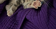 Leo Teeny Butt joined the competition — help win amazing prizes! animal, blanket, cat, closeup, collar, cozy, cute, fur, gray_tabby, indoor, kitten, paw, pet, playful, purple, resting, soft_texture, stretching, whiskers, young