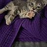 animal, blanket, cat, closeup, collar, cozy, cute, fur, gray_tabby, indoor, kitten, paw, pet, playful, purple, resting, soft_texture, stretching, whiskers, young