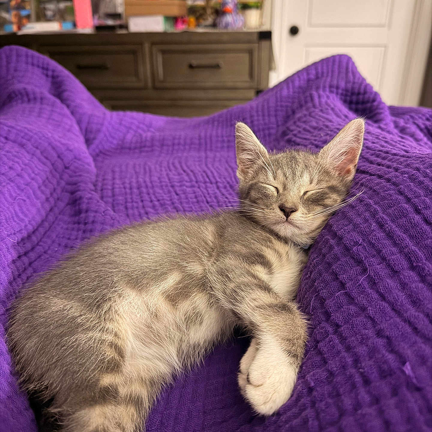 Leo Teeny Butt joined the competition — help win amazing prizes! animal, cat, cozy, cute, door, dresser, fur, furniture, home, indoor, kitten, nap, paw, pet, purple_blanket, relaxed, resting, sleeping, tabby, whiskers