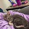 Leo Teeny Butt joined the competition — help win amazing prizes! cat, couch, cozy, cute, domestic_animal, fur, furniture, home, indoor, kitten, lamp, pet, purple_blanket, relaxation, rest, sleep, sleeping, small_animal, snack, table