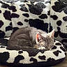 Leo Teeny Butt is registered to the contest to win money with this photo: animal, black_and_white, calm, cat, cozy, cute, domestic_cat, furniture, household, indoor, kitten, nap, pet_bed, relaxation, resting, sleeping, small_pet, soft_texture, spotted_pattern, wooden_floor
