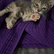 Leo is registered to the contest to win money with this photo: kitten, cat, gray_tabby, paw, blanket, purple_blanket, collar, cute, pet, indoor, resting, bed, soft_texture, young_cat, feline, whiskers, playful, animal, cozy, relaxed