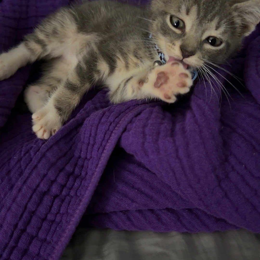 Leo