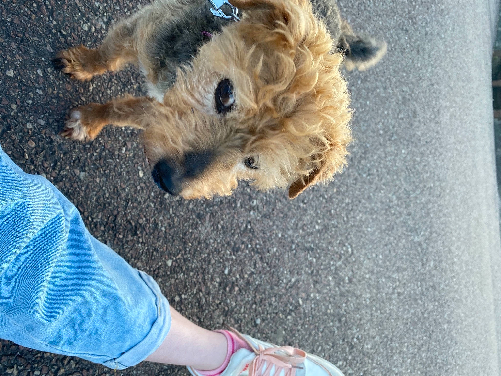 Nana participe au concours pour gagner de l'argent avec cette photo : asphalt, big_cats, canidae, carnivore, companion_dog, dog, dog_breed, fawn, felidae, paw, road_surface, small_terrier, small_to_medium_sized_cats, snout, sporting_group, tail, terrier, toy, toy_dog, welsh_terrier