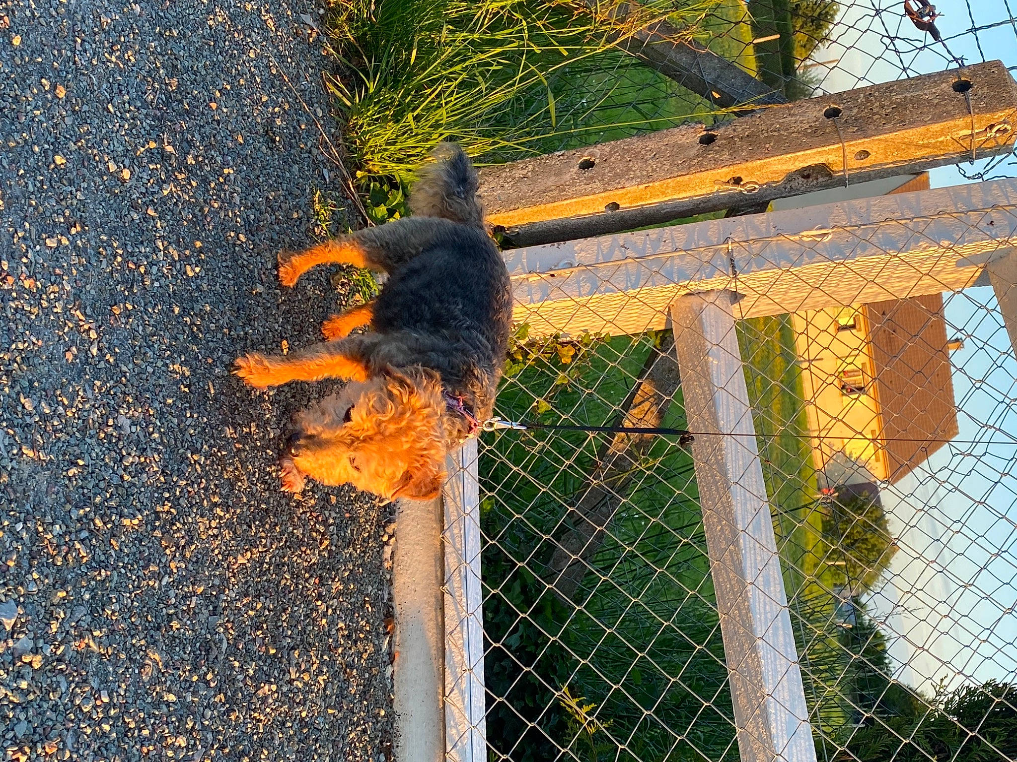 Nana participe au concours pour gagner de l'argent avec cette photo : asphalt, carnivore, chain_link_fencing, dog_breed, fence, fox_squirrel, grass, mesh, metal, plant, reflection, road_surface, shadow, squirrel, tail, tar, tints_and_shades, twig, wire_fencing, wood