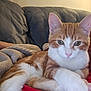 Tiny is registered to the contest to win money with this photo: animal, blanket, cat, closeup, couch, cozy, cute, domestic_animal, ears, feline, fur, indoor, leather_couch, orange_cat, paws, pet, relaxed, resting, whiskers, white_cat