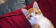 Tiny is registered to the contest to win money with this photo: cat, ginger_cat, white_cat, pet, indoor, blanket, couch, fur, whiskers, ears, eyes, relaxing, cozy, furniture, curious, animal, mammal, domestic, resting, cute
