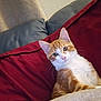 cat, ginger_cat, white_cat, pet, indoor, blanket, couch, fur, whiskers, ears, eyes, relaxing, cozy, furniture, curious, animal, mammal, domestic, resting, cute
