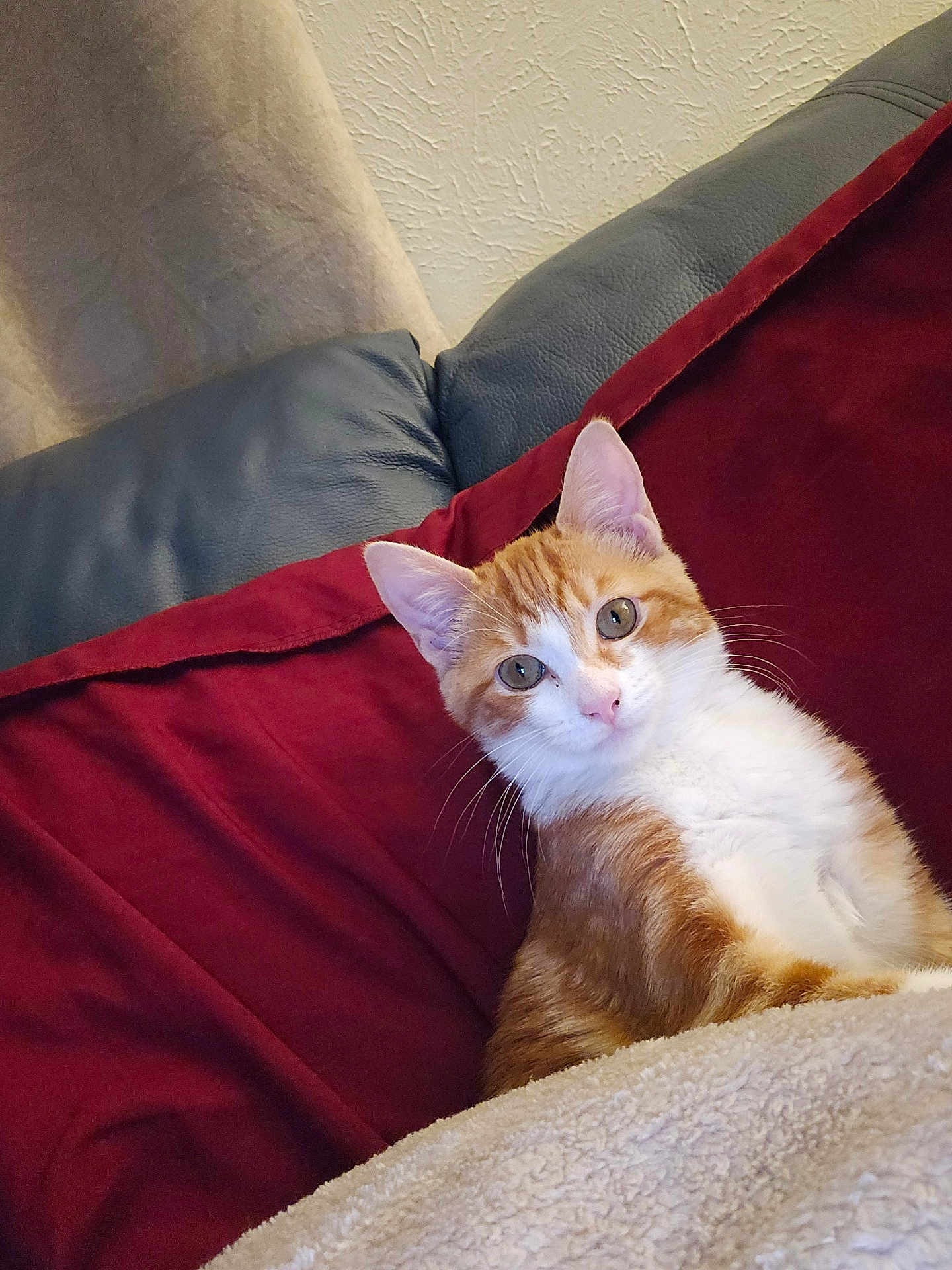 Tiny is registered to the contest to win money with this photo: cat, ginger_cat, white_cat, pet, indoor, blanket, couch, fur, whiskers, ears, eyes, relaxing, cozy, furniture, curious, animal, mammal, domestic, resting, cute