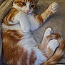 Tiny is registered to the contest to win money with this photo: cat, kitten, orange_cat, white_fur, pet, animal, cute, sleeping_area, blanket, soft_texture, paw, tail, relaxed, indoor, fur_pattern, whiskers, ears, pink_nose, domestic_cat, resting