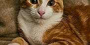 Tiny is registered to the contest to win money with this photo: animal, blanket, cat, closeup, comfortable, curious, cute, domestic_cat, ears, feline, fur, indoors, orange_cat, paws, pet, portrait, relaxed, soft_texture, whiskers, white_cat