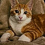 Tiny is registered to the contest to win money with this photo: cat, orange_cat, white_cat, pet, feline, domestic_cat, animal, cute, fur, whiskers, ears, paws, blanket, soft_texture, relaxed, indoors, closeup, portrait, curious, comfortable