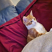 Tiny joined the competition — help win amazing prizes! cat, orange_cat, white_cat, pet, feline, blanket, pillow, couch, indoor, relaxed, fur, whiskers, ears, resting, cozy, home, animal, cute, comfort, laying_down