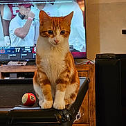 Tiny is registered to the contest to win money with this photo: animal, billiard_ball, carpet, cat, cute, entertainment, focused, football_game, home, indoor, living_room, orange_cat, pet, pool_table, relaxation, sitting, sports, television, white_cat, wooden_furniture
