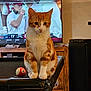 animal, billiard_ball, carpet, cat, cute, entertainment, focused, football_game, home, indoor, living_room, orange_cat, pet, pool_table, relaxation, sitting, sports, television, white_cat, wooden_furniture