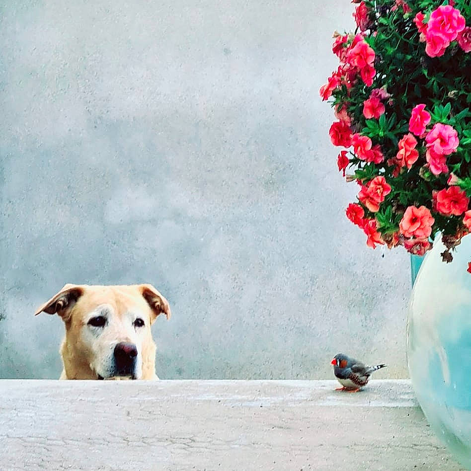 Elfie a rejoint le concours — aidez-le/la à gagner de superbes lots ! art, carnivore, cloud, companion_dog, dog, dog_breed, fawn, flower, flowering_plant, happy, landscape, morning, people_in_nature, petal, plant, rose_family, sky, snout, tree, working_animal