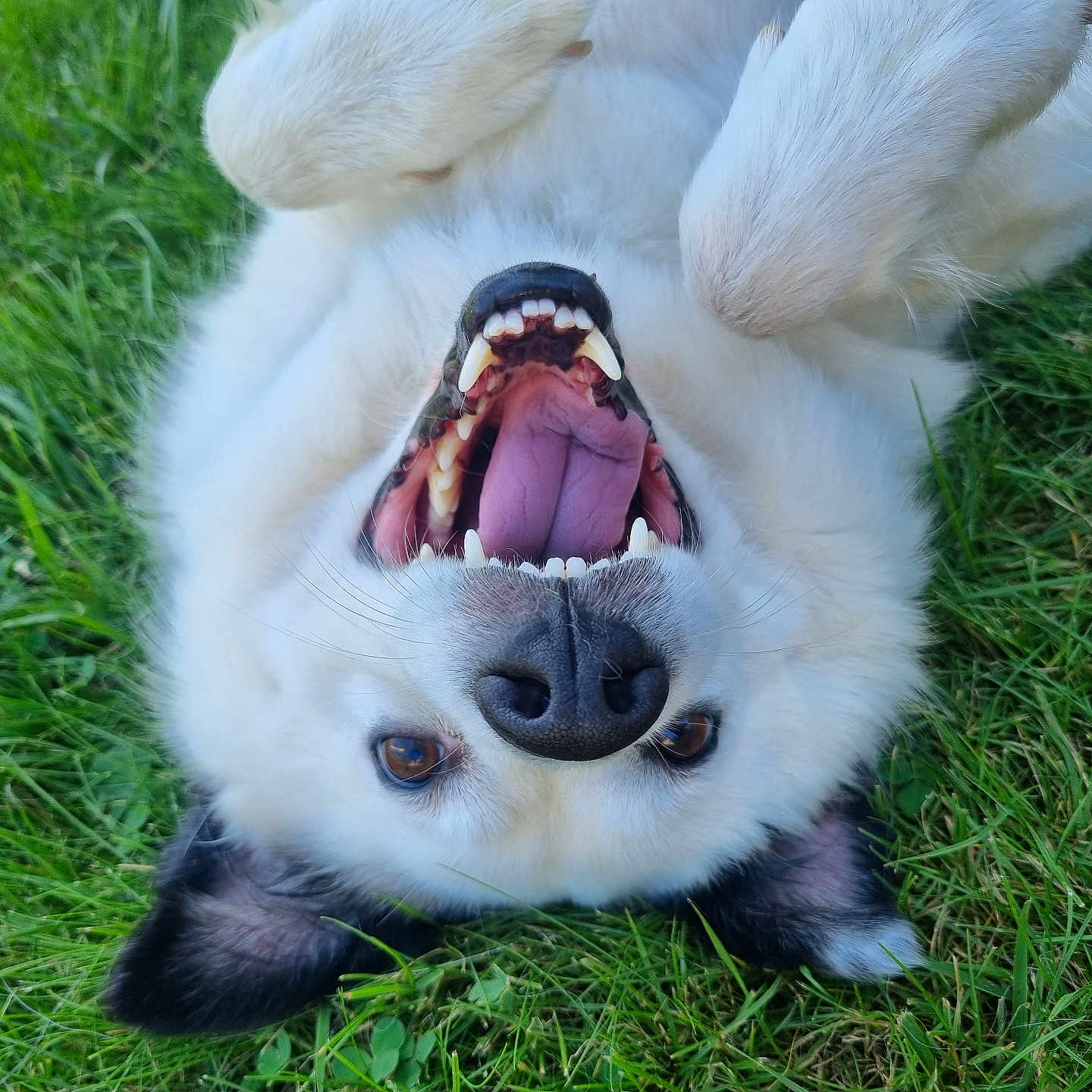 Dolly a rejoint le concours — aidez-le/la à gagner de superbes lots ! animal, baby, bodypart, canine, cat, dog, eskimodog, face, grass, head, husky, lawn, mouth, person, pet, plant, puppy, teeth, tongue, whitedog