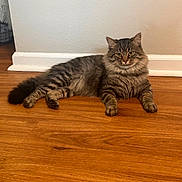 Onyx joined the competition — help win amazing prizes! cat, tabby, fluffy, pet, animal, indoor, floor, wooden_floor, relaxed, feline, domestic_cat, resting, fur, whiskers, ears, tail, eyes, mammal, cute, household