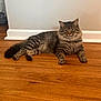cat, tabby, fluffy, pet, animal, indoor, floor, wooden_floor, relaxed, feline, domestic_cat, resting, fur, whiskers, ears, tail, eyes, mammal, cute, household